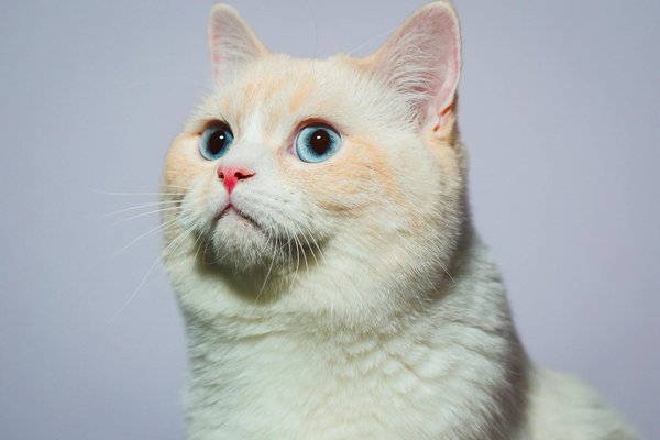 How can you identify and protect against invasive plant species in British gardens?