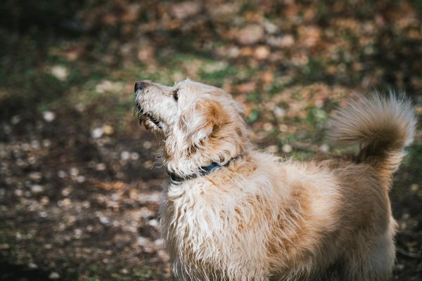 What role do UK wildlife sanctuaries play in animal rehabilitation and release?