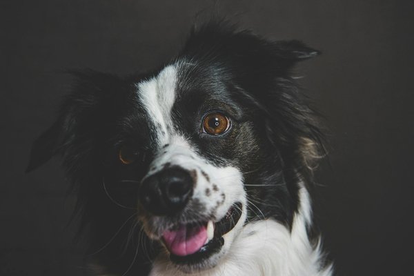 What are the early warning signs of bloat in Great Danes and immediate actions to take?